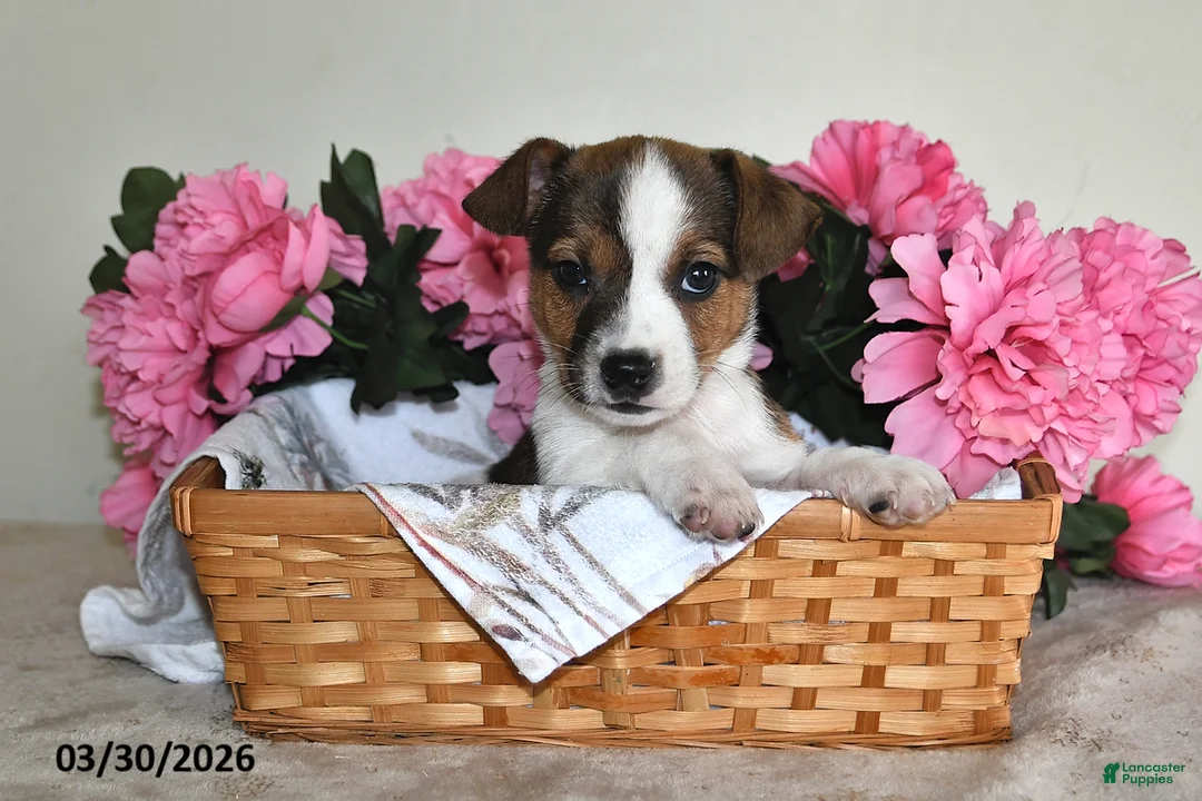 Jack Russell Terrier dogs for sale: Bobbie - Ad 2