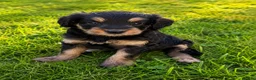 Mini Bernedoodle dogs for sale: Annie - Ad 2