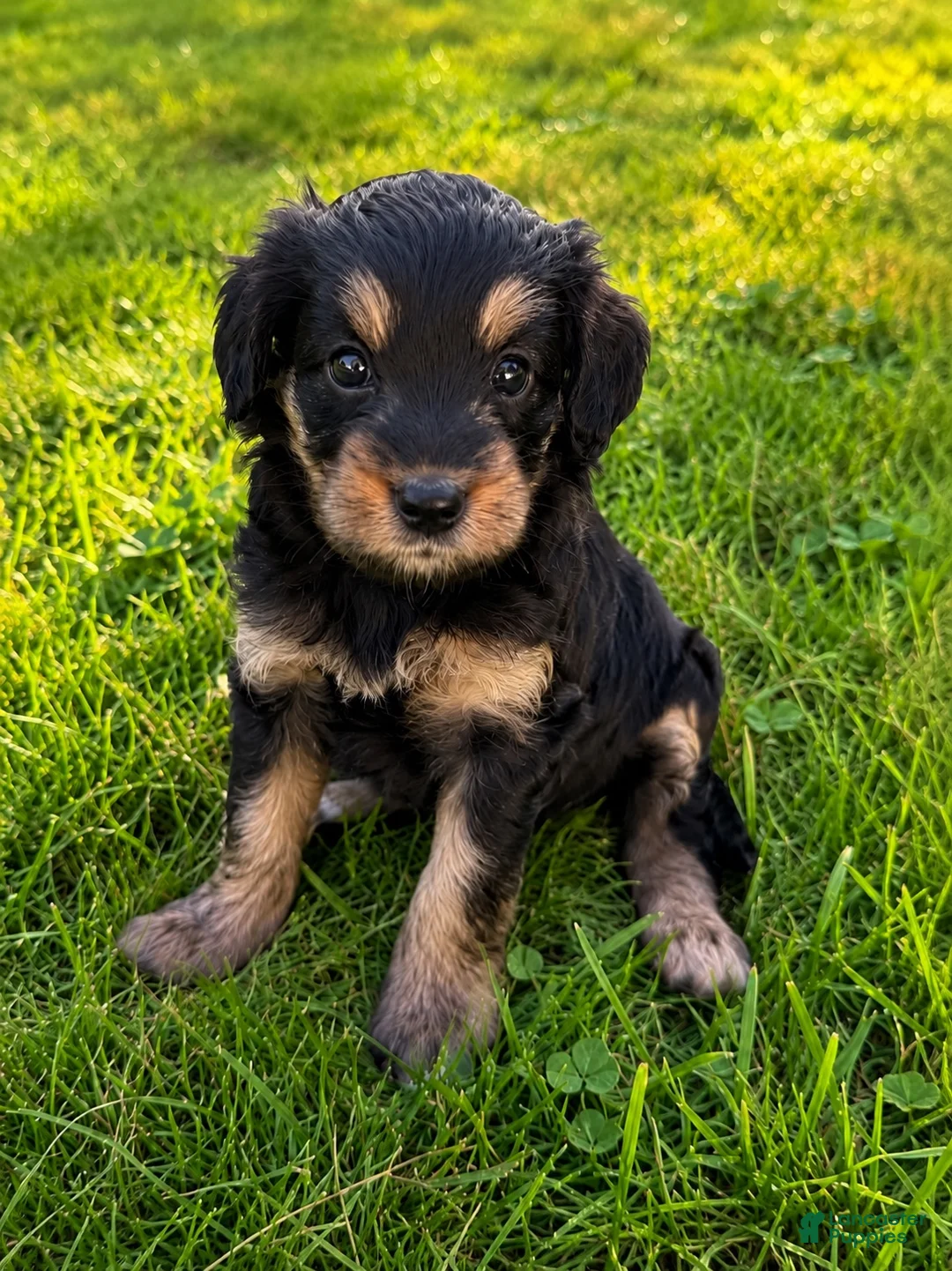 Mini Bernedoodle dogs for sale: Annie - Ad 2