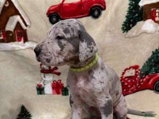 Great Dane dogs - Ad 41