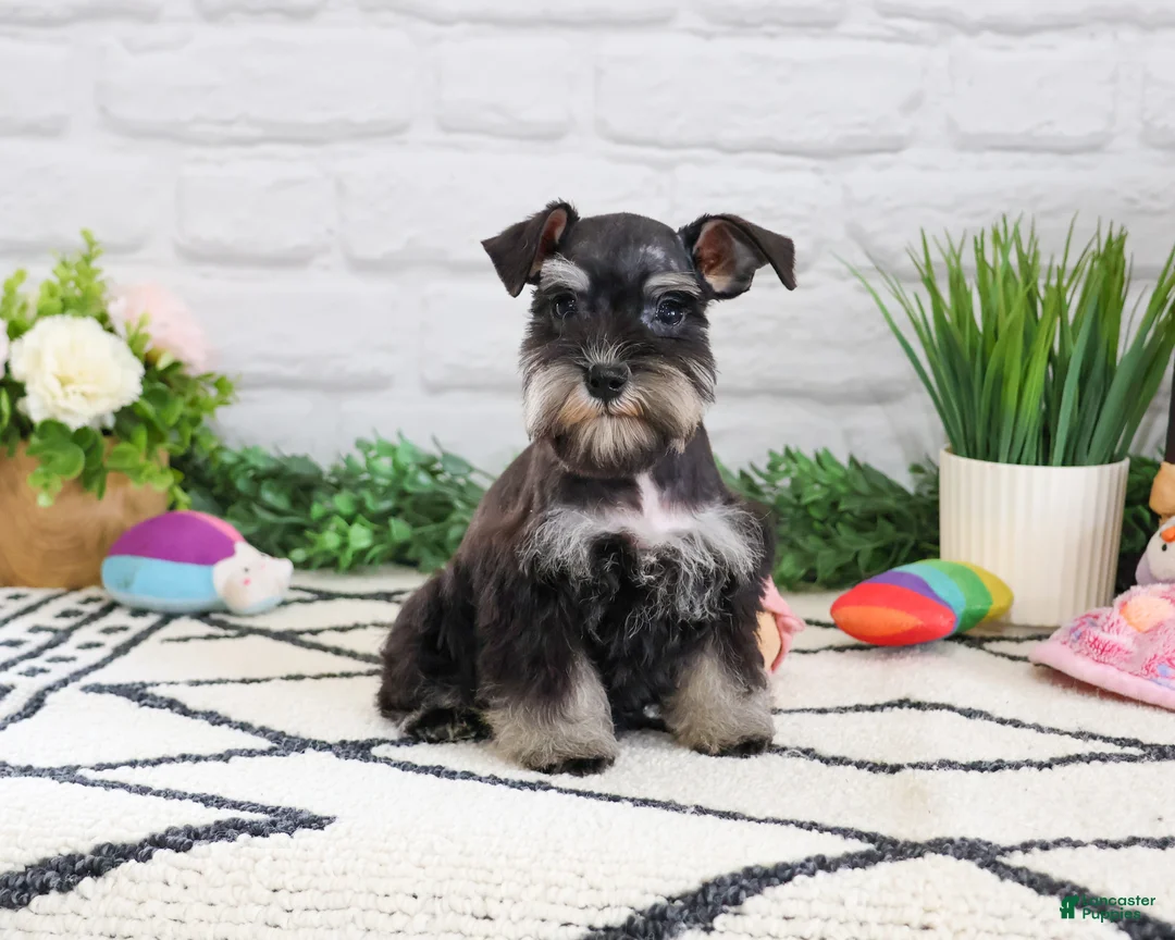 Miniature Schnauzer dogs for sale: Piglet  - Ad 1