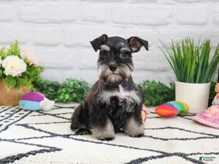 Miniature Schnauzer dogs Piglet - Ad 42