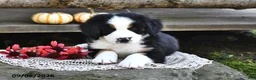 Mixed Breed dogs for sale: Randy - Ad 5