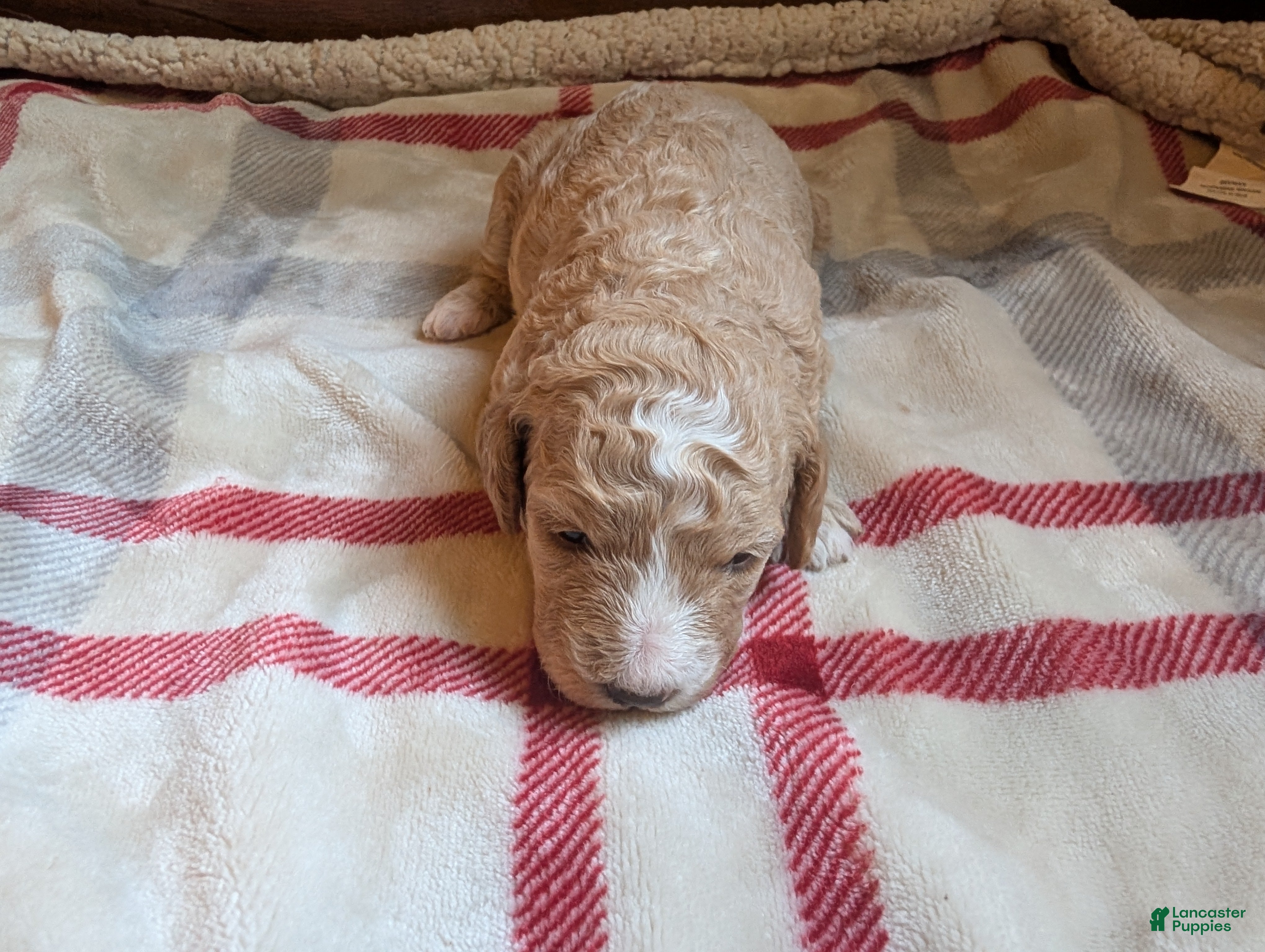 Mini Goldendoodle dogs Shelby - Ad 1