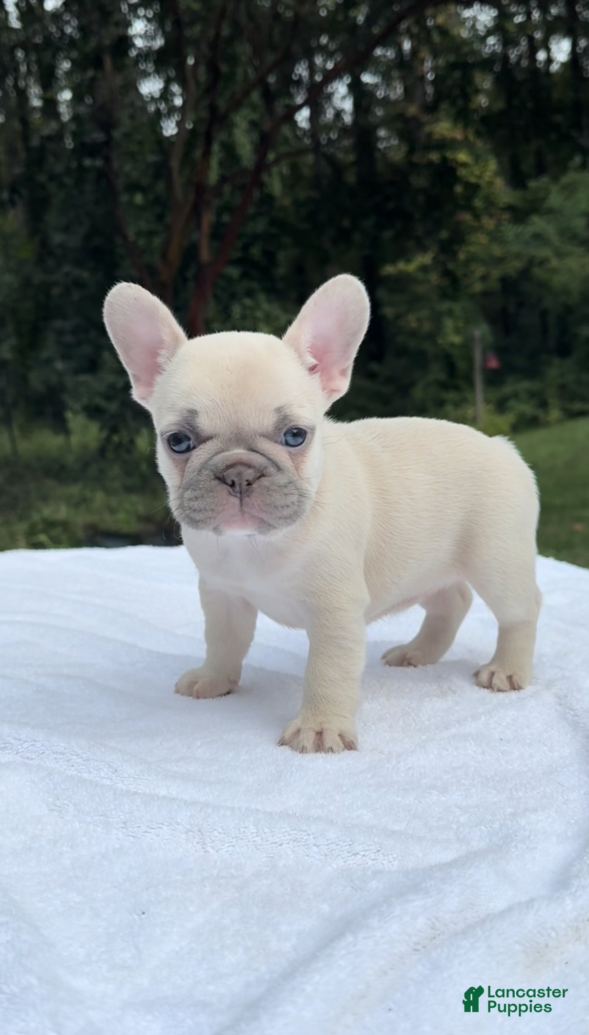 Deaf Dog Second Chance French Bulldog Rescue French Bulldog