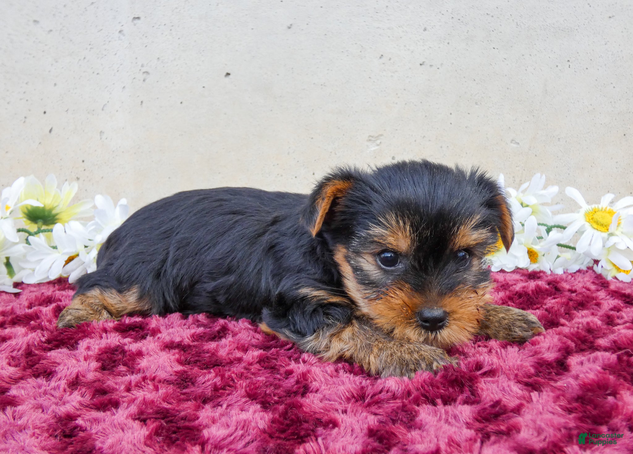 Yorkshire Terrier dogs Trixie - Ad 2