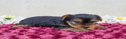 Yorkshire Terrier dogs for sale: Trixie - Ad 2