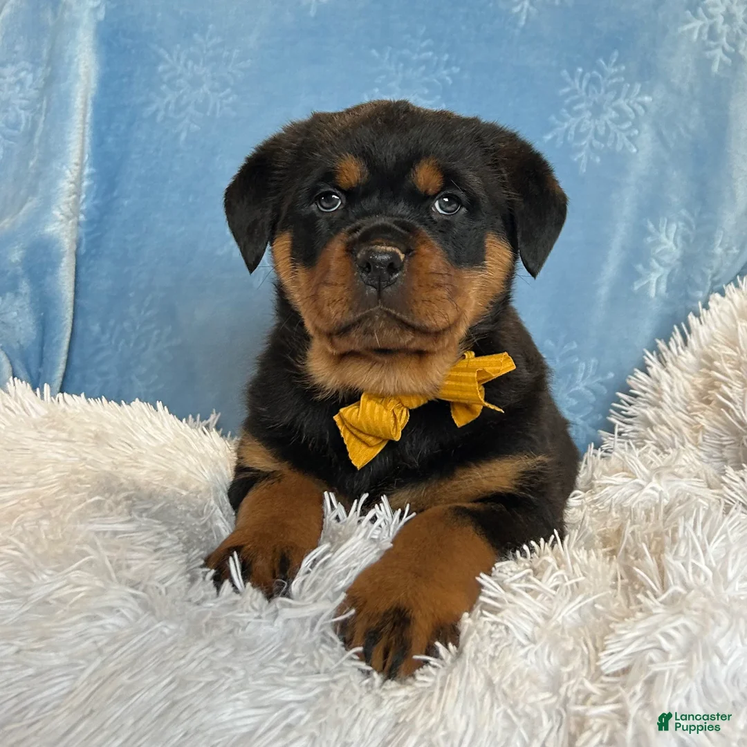 Rottweiler dogs for sale: Sidney - Ad 12