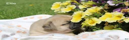 Pug dogs for sale: Ellie - Ad 2