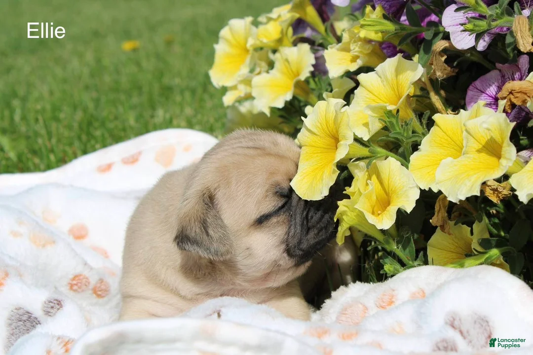 Pug dogs for sale: Ellie - Ad 2