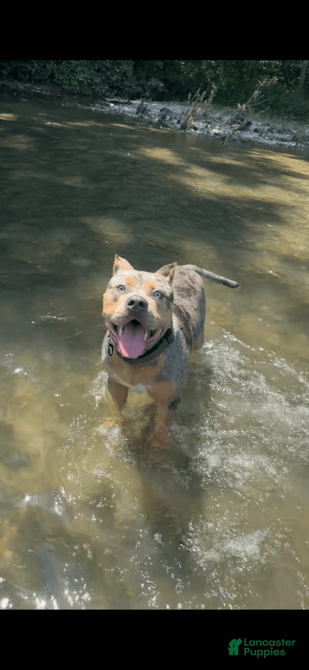 American Bully dogs for stud: Bru - Ad 7