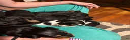 Miniature Dachshund dogs for sale: Miniature Dachshund 1 - Ad 7
