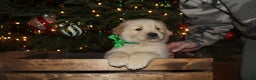 Golden Retriever dogs for sale: Golden Retriever Puppy green - Ad 2
