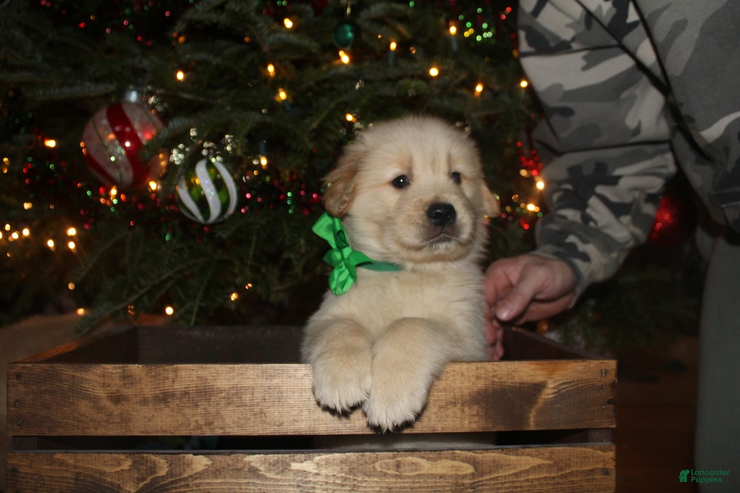 Golden Retriever dogs for sale: Golden Retriever Puppy green - Ad 2