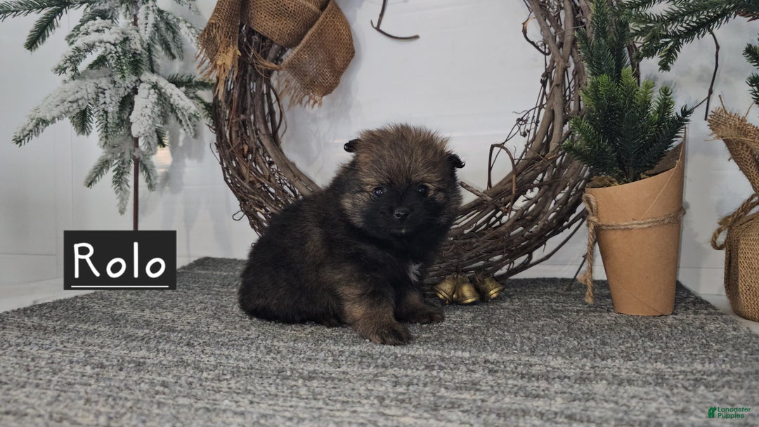 Pomeranian dogs for sale: Rolo - Ad 3