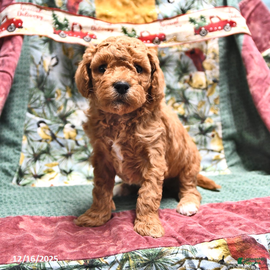 Goldendoodle dogs Jaden - Ad 32