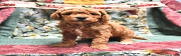 Goldendoodle dogs for sale: Jaden - Ad 1