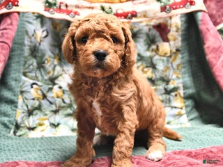 Goldendoodle dogs Jaden - Ad 4