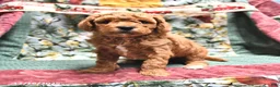 Goldendoodle dogs for sale: Jaden - Ad 11