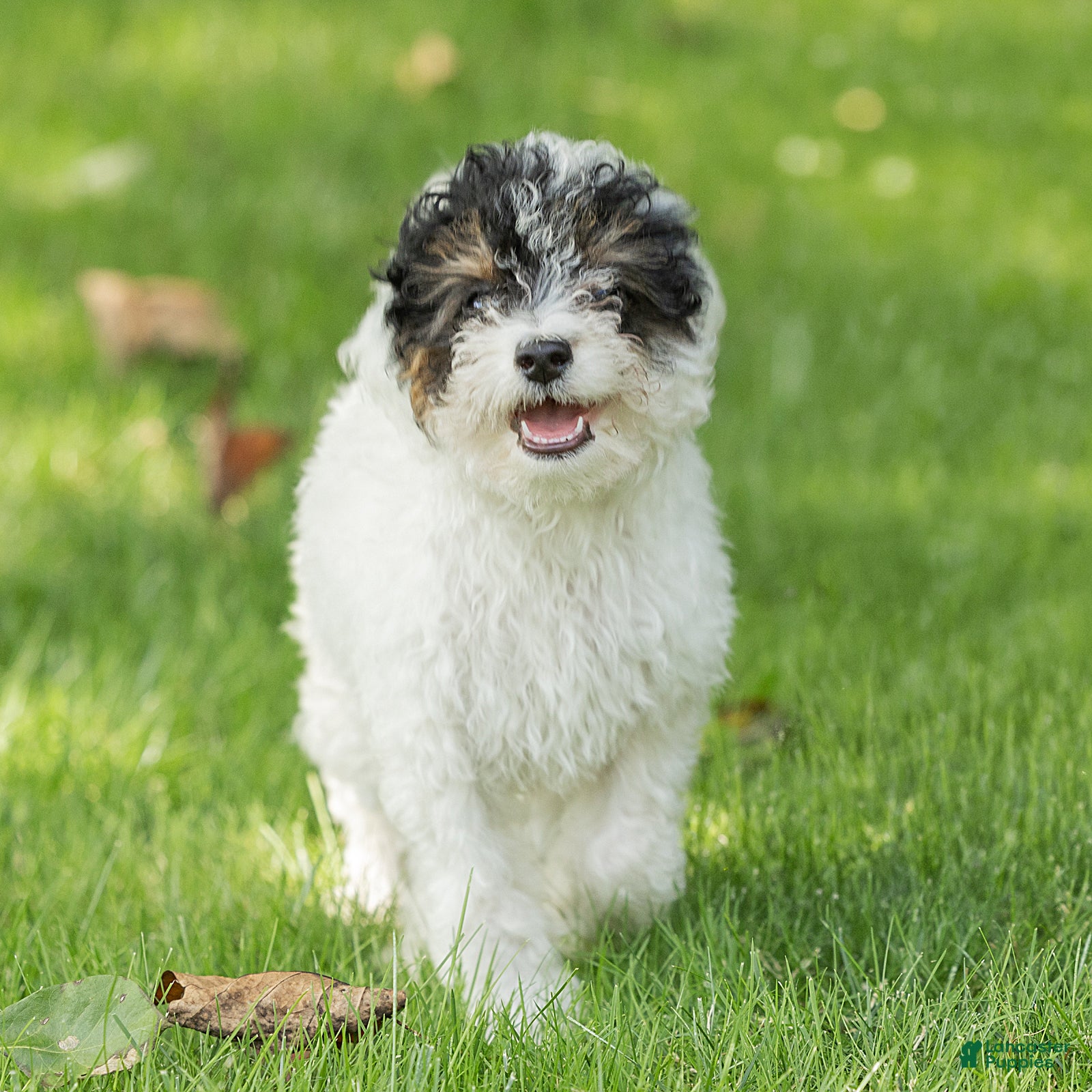 Miniature Poodle dogs Sparky Miniature Poodle  - Ad 1