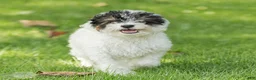 Miniature Poodle dogs for sale: Sparky Miniature Poodle  - Ad 1