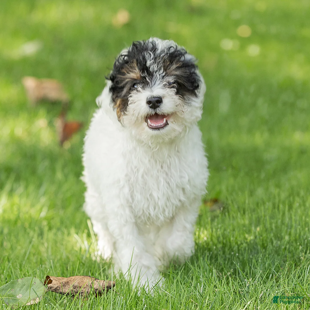 Miniature Poodle dogs for sale: Sparky Miniature Poodle  - Ad 1
