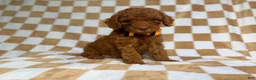 Cockapoo dogs for sale: Mathew  - Ad 1