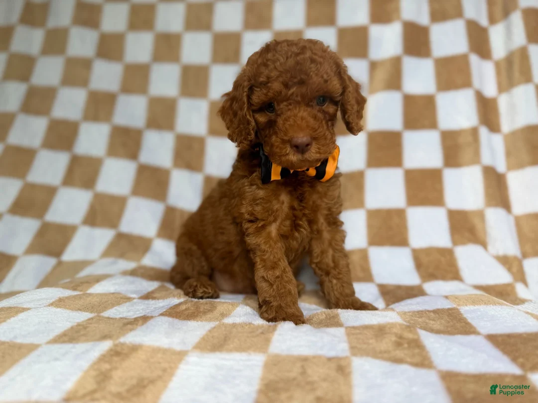 Cockapoo dogs for sale: Mathew  - Ad 1