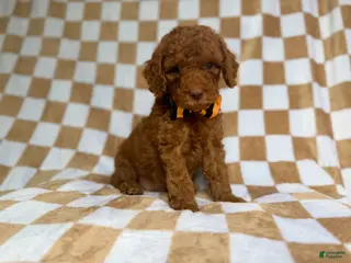 Cockapoo dogs Mathew - Ad 12
