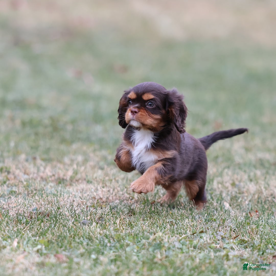 Cavalier King Charles Spaniel dogs for sale: Twix - Ad 6