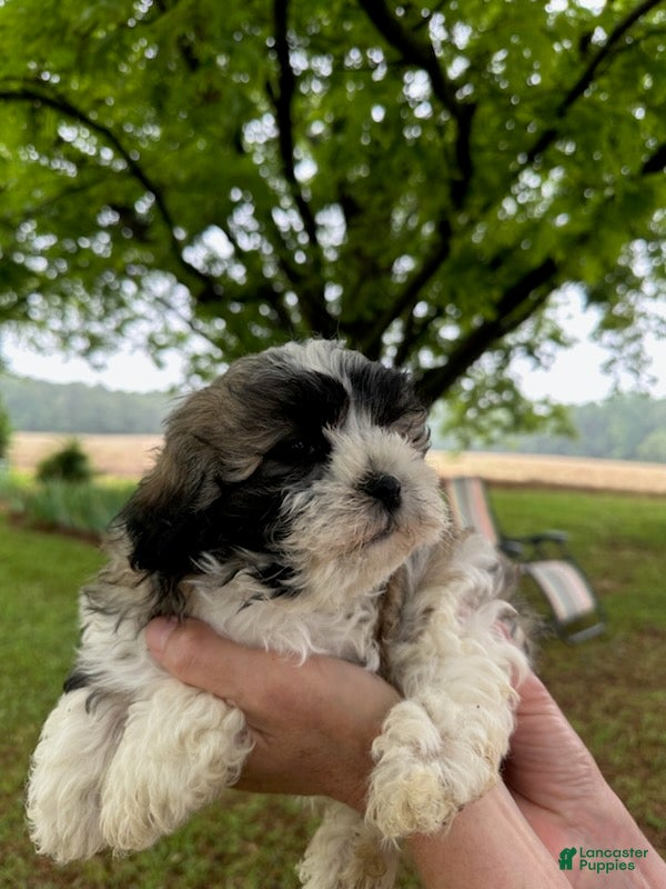 Malshi dogs Boy_3 - Ad 1