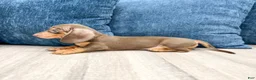 Miniature Dachshund dogs for sale: Roscoe - Ad 5
