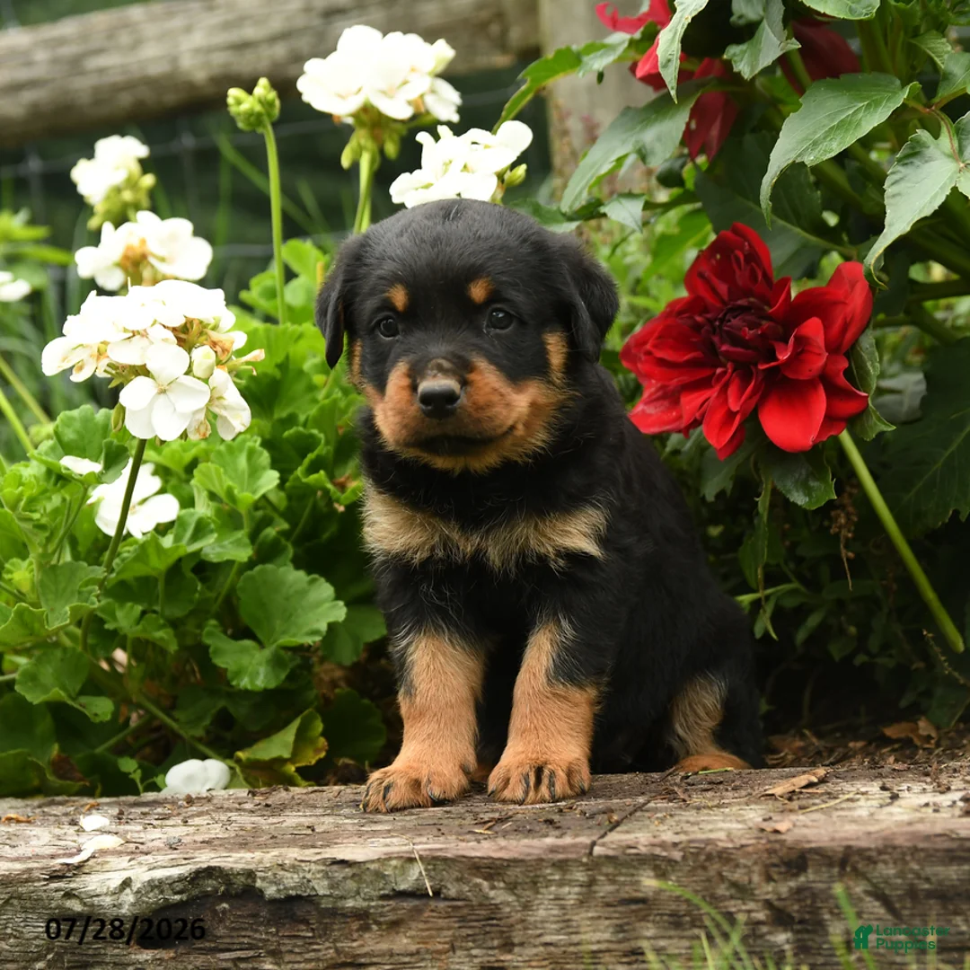 Rottweiler dogs for sale: Jane - Ad 3