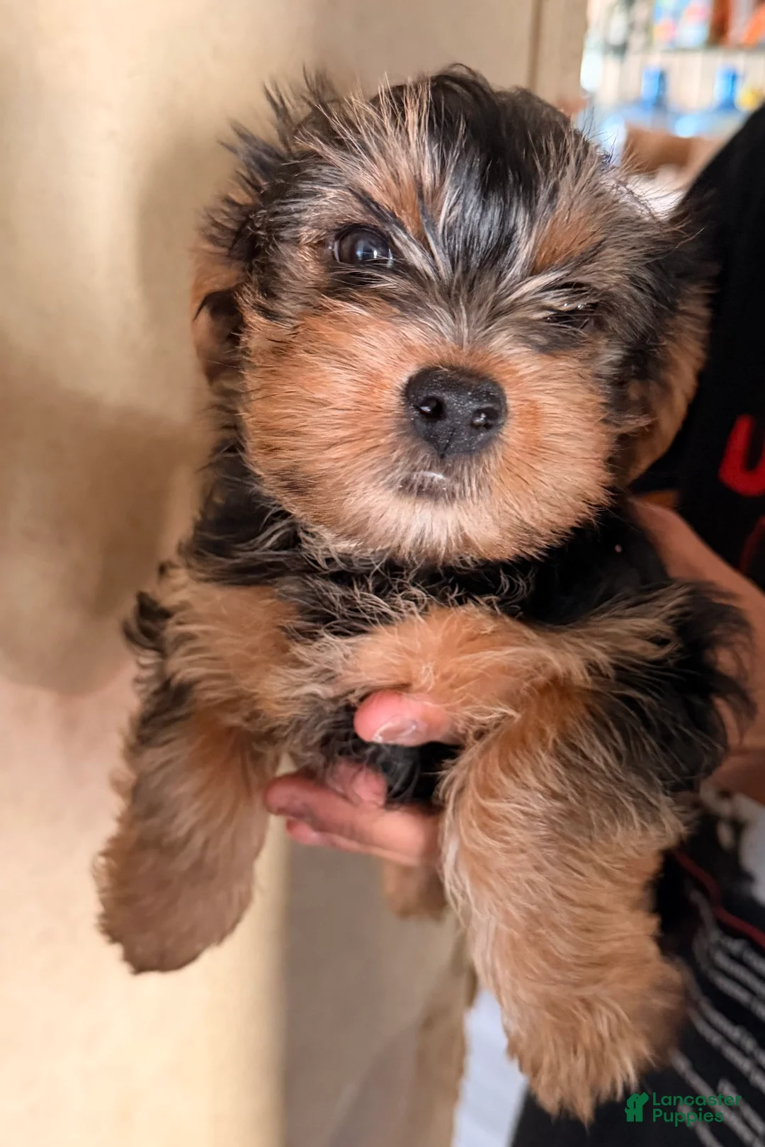 Yorkshire Terrier dogs for sale: Angel  - Ad 1