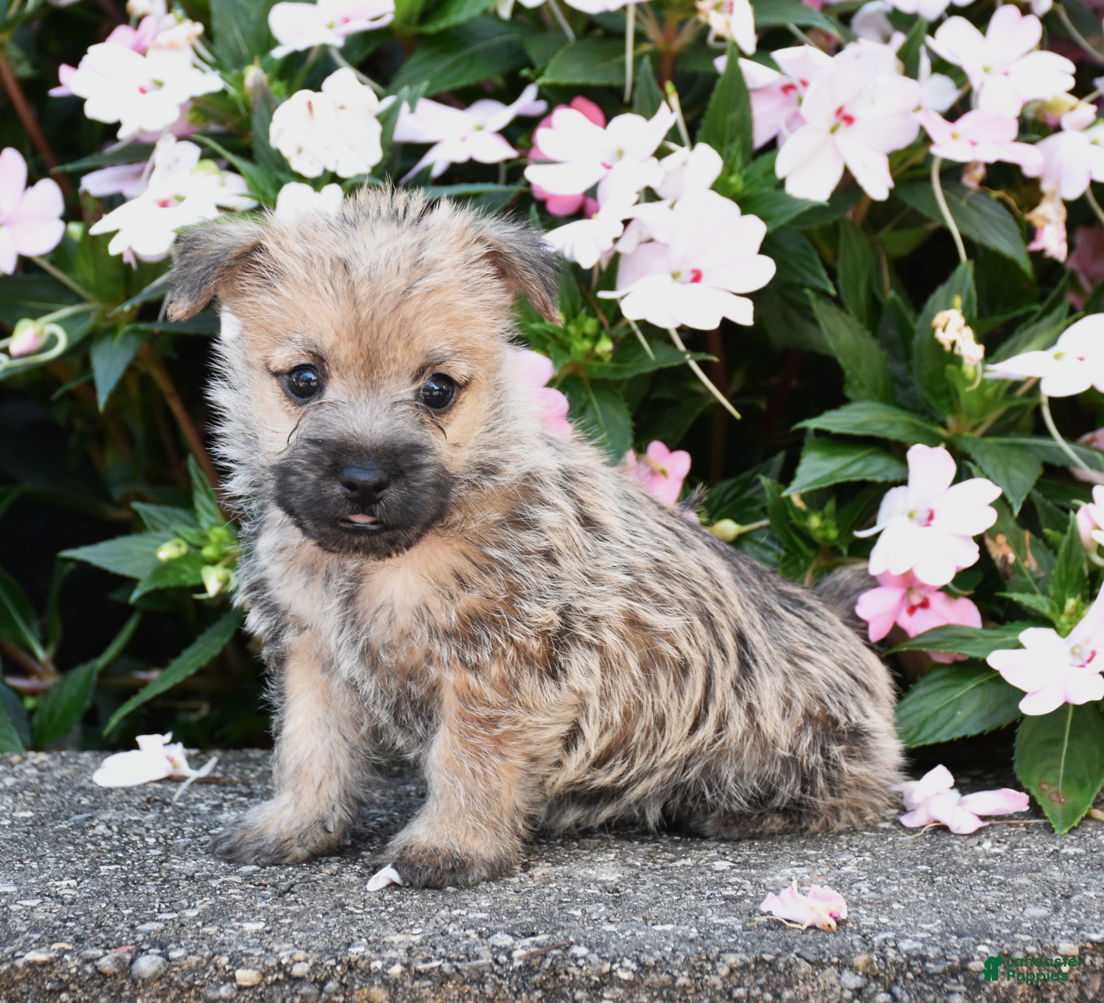 Cairn Terrier dogs Angus - Ad 2
