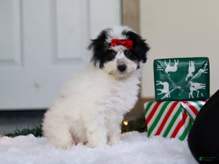 Mini Aussiedoodle dogs Spicy - Ad 15