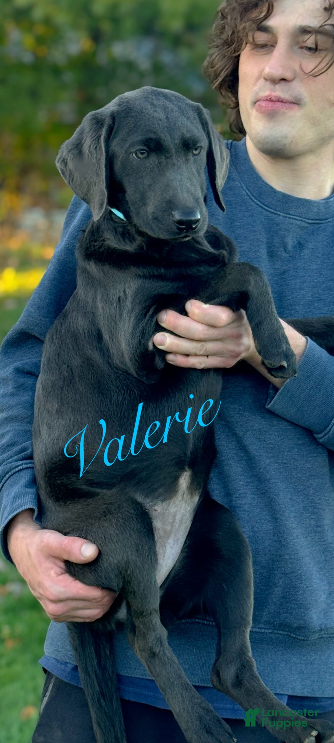 Labrador Retriever dogs Labrador Retriever Puppy 1 - Ad 5