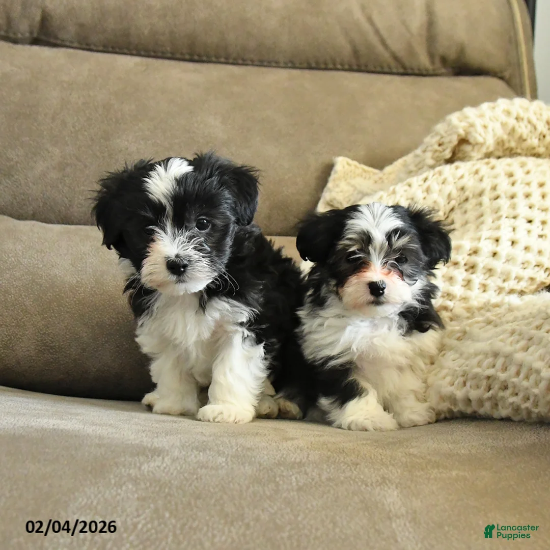 Havapoo dogs for sale: Hickory - Ad 3