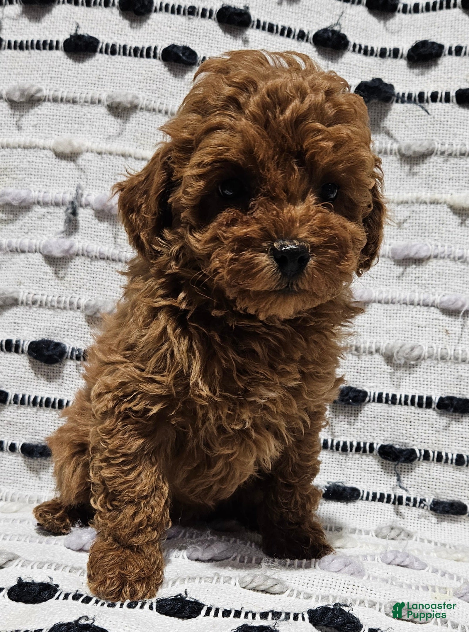 Toy Poodle dogs Brice - Ad 29