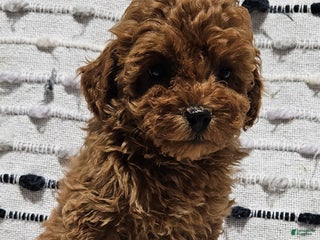 Toy Poodle dogs Brice - Ad 28