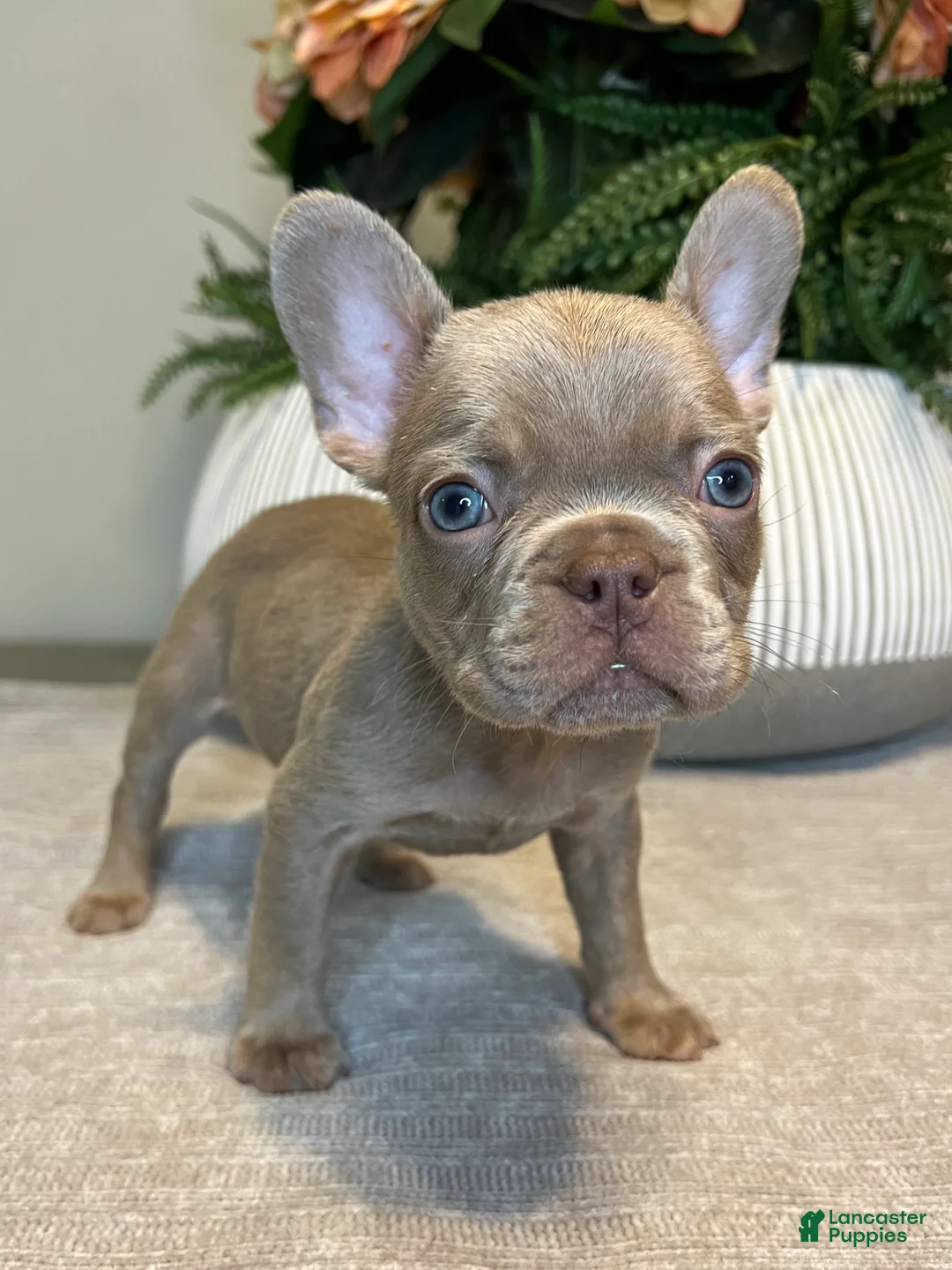 French Bulldog dogs for sale: Benji - Ad 6