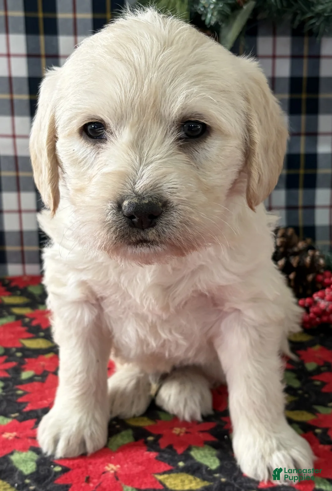 Miniature Labradoodle dogs for sale: Cash - Ad 2