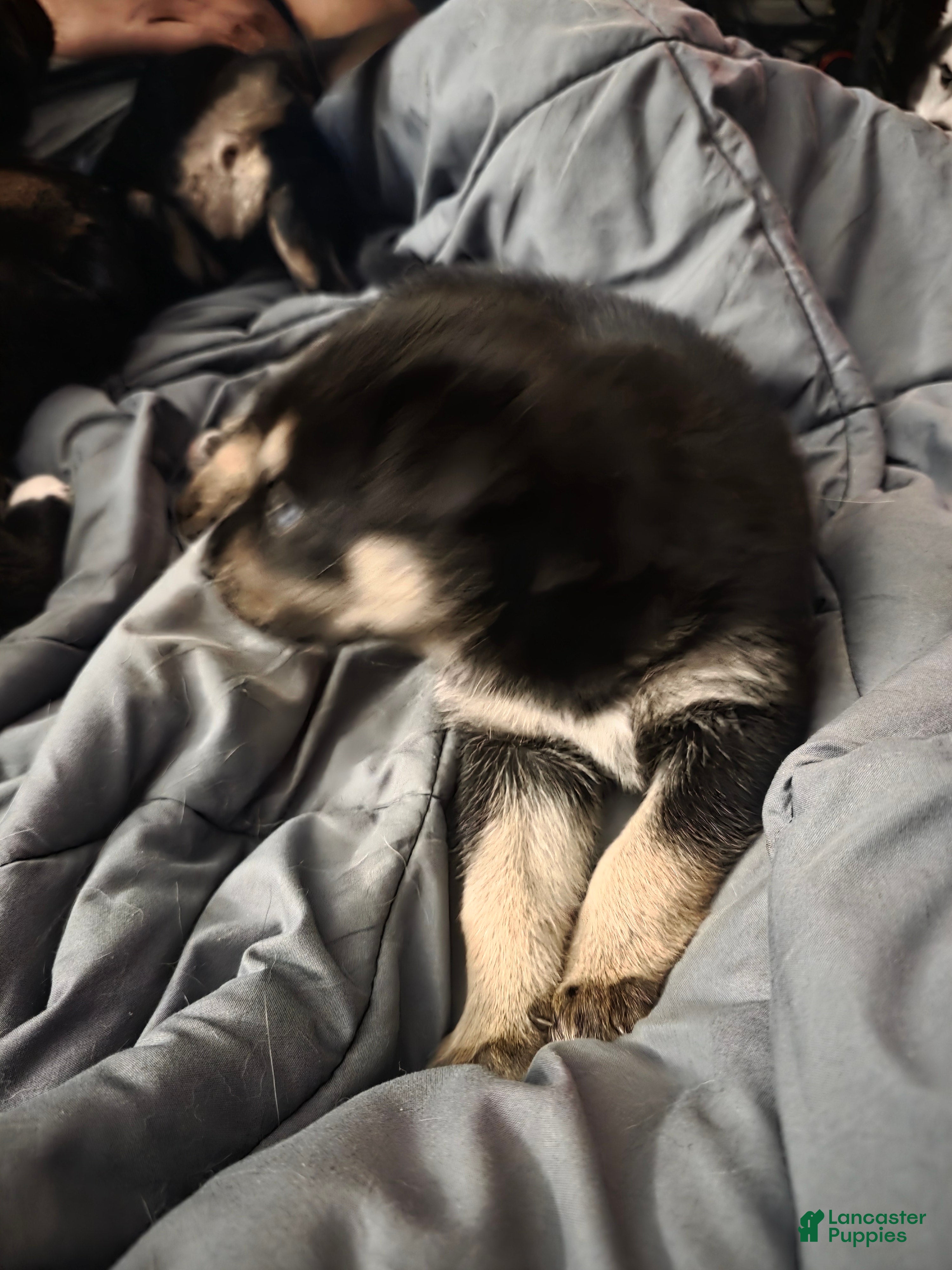 Pitsky