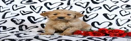 Golden Retriever dogs for sale: Lightning - Ad 2
