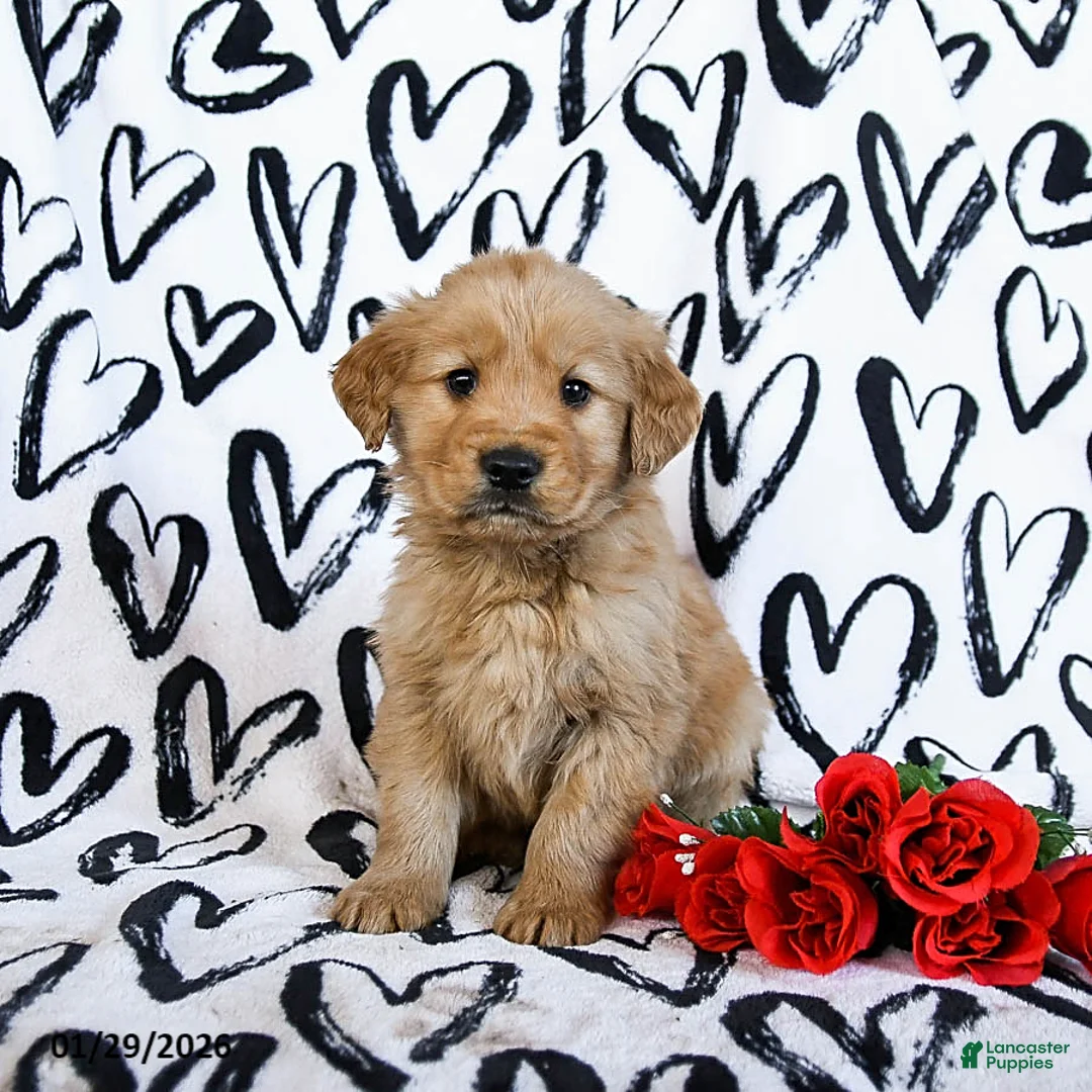 Golden Retriever dogs for sale: Lightning - Ad 2