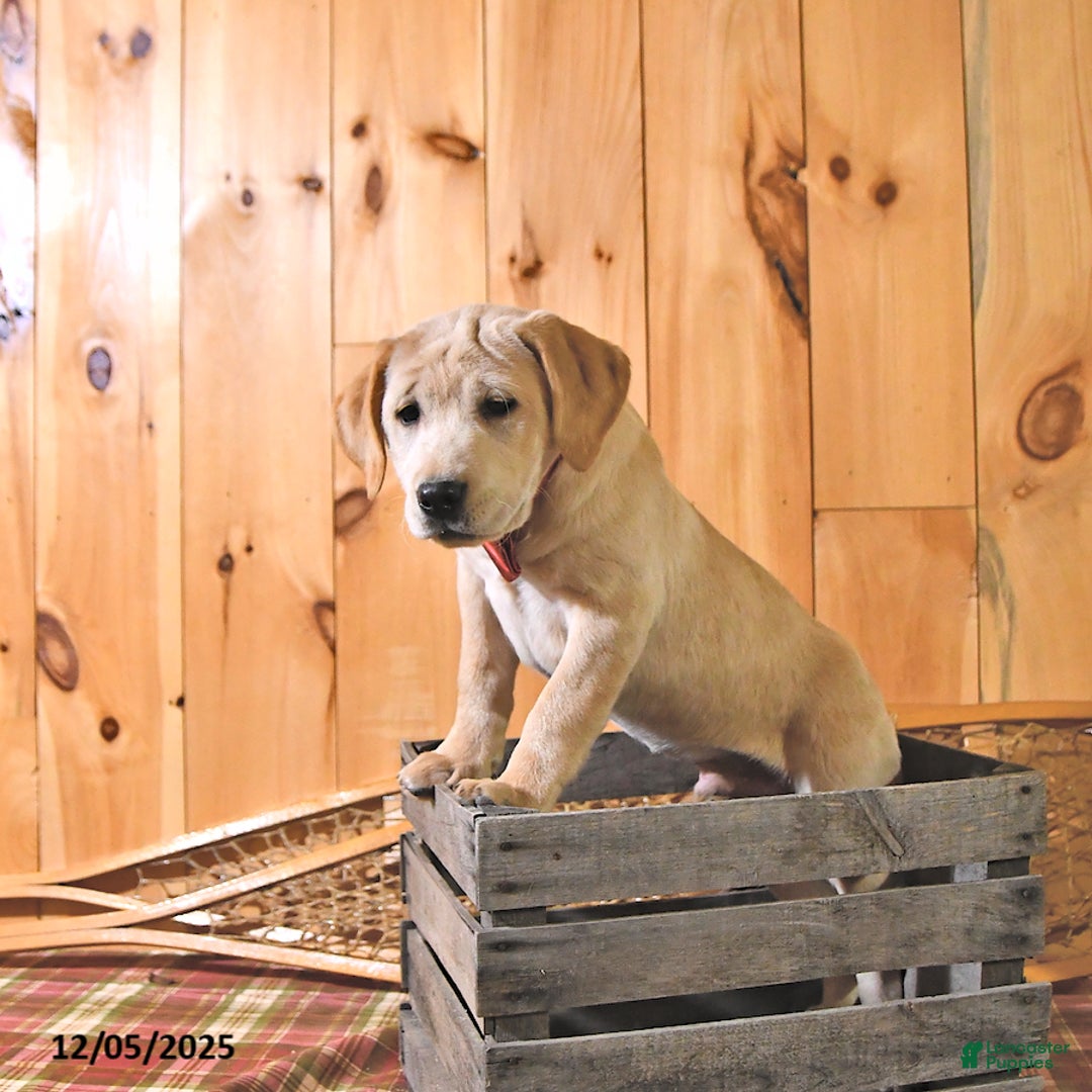 Labrador Retriever dogs for sale: Karmel - Ad 3