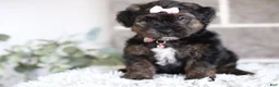 Yorkiepoo dogs for sale: Summer - Ad 11