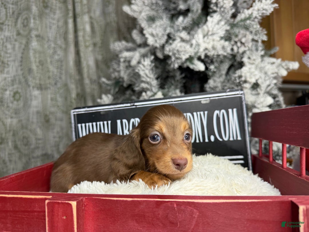 Miniature Dachshund dogs for sale: Ready Christmas eve - Ad 9