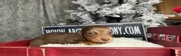 Miniature Dachshund dogs for sale: Ready Christmas eve - Ad 10