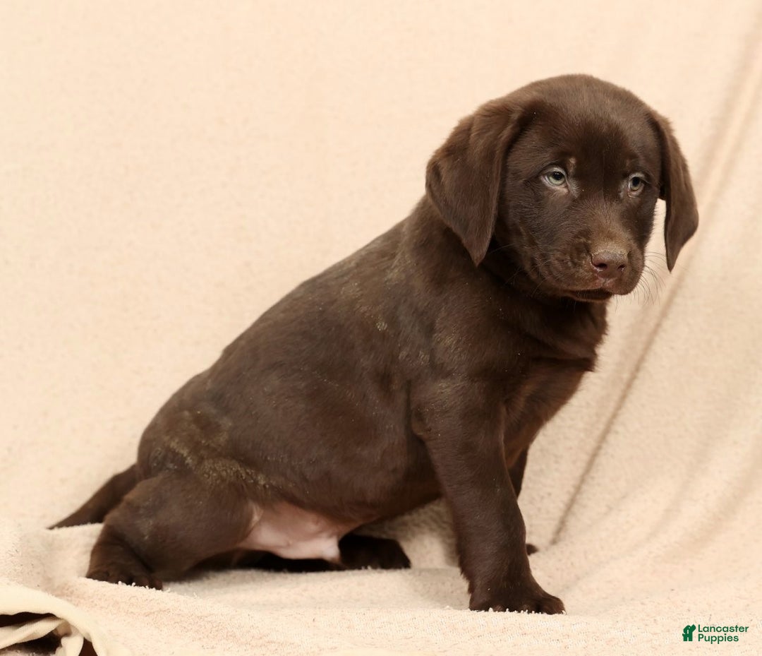 Labrador Retriever dogs for sale: Jax - Ad 6